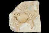 Fossil Crab (Potamon) Preserved in Travertine - Turkey #145044-2